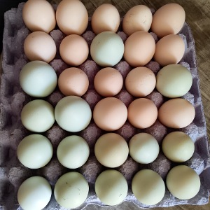 Huevos criollos