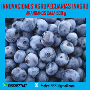 Arándanos caja500g